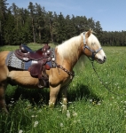 Mayatex / Wool Saddle Blankets 