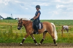 Casco / Spirit Dressage Grey