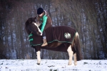 Montar / Brown Breeches - Paillet Circles Braun 