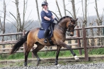 Pikeur / Candela Navy