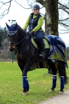 Pikeur / Sina Dark Lime / Nuria Navy