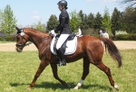 Cavallo / Junior Schwarz