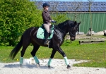 Cavallo / Junior Schwarz