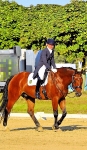 Healthy Horse / Classico Blau